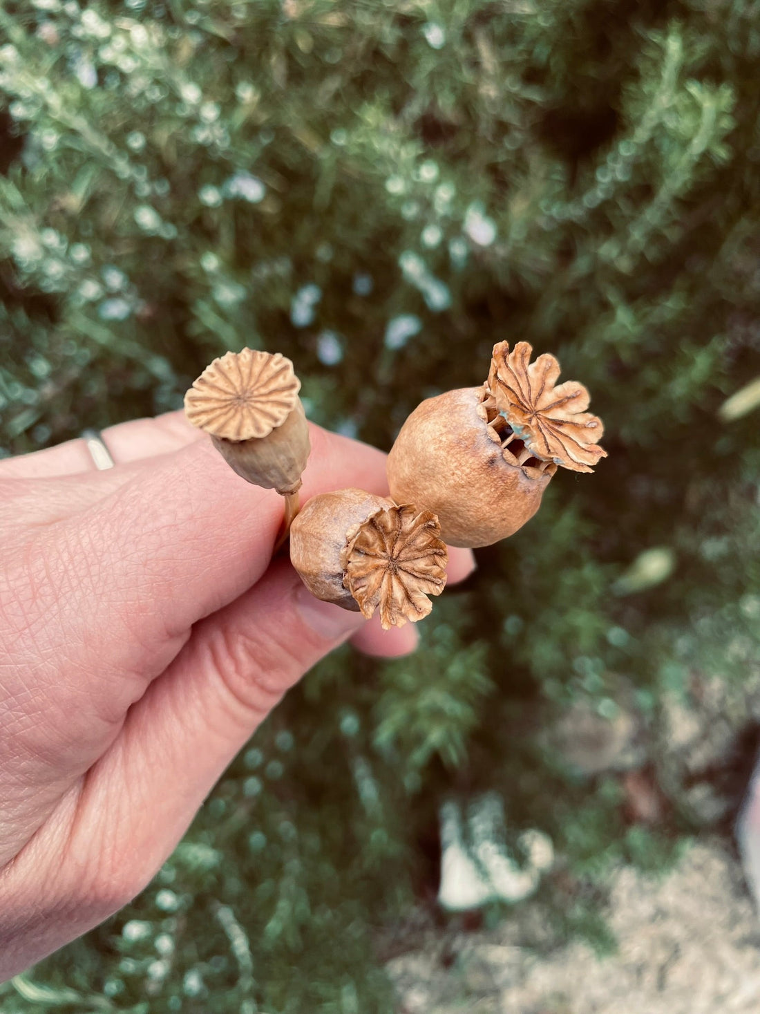Poppies!